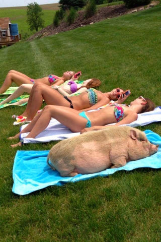 Свинья лежит на пляже рядом с загорающими девушками